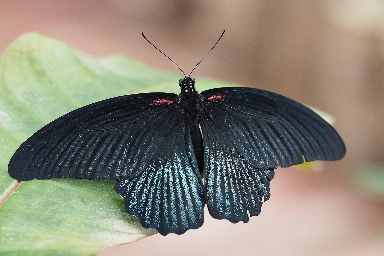 Schwarzer Schmetterling