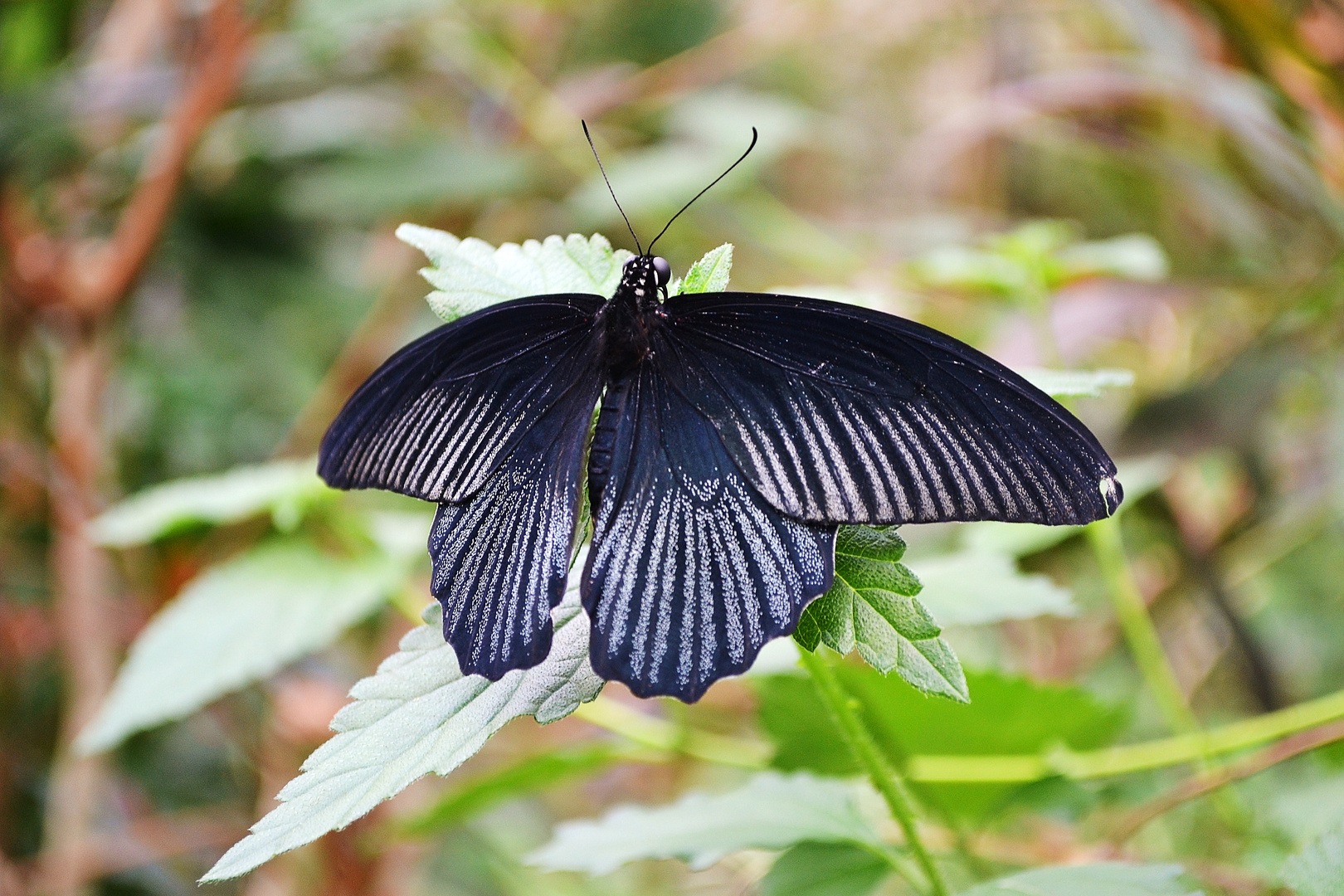 schwarzer Schmetterling