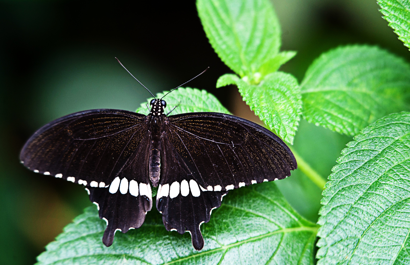 Schwarzer Schmetterling