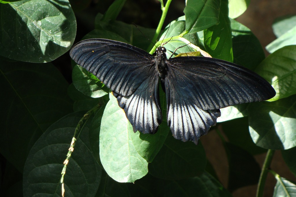 Schwarzer Schmetterling