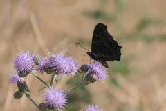 Schwarzer Schmetterling