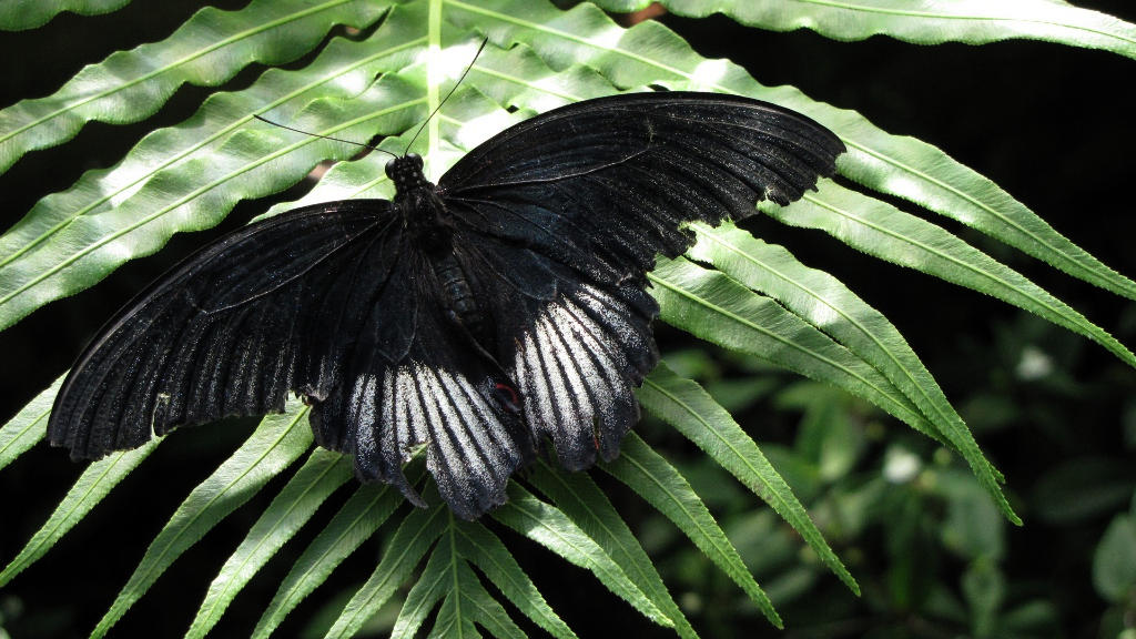 schwarzer Schmetterling