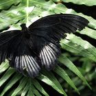 schwarzer Schmetterling