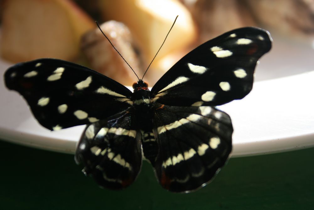 schwarzer Schmetterling Foto & Bild tiere, zoo, wildpark & falknerei, insekten & spinnen