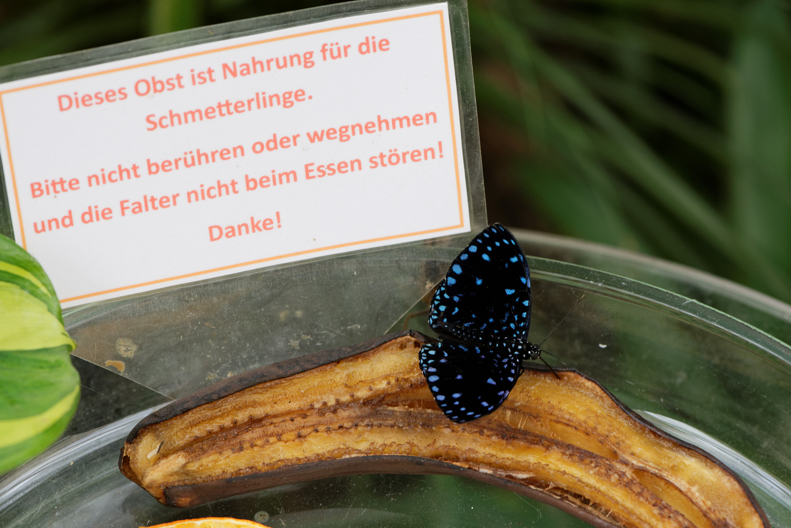 Schwarzer Schmetterling mit blauen Tupfen (Echydna punctata, Starry Night Metalmark)