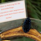 Schwarzer Schmetterling mit blauen Tupfen (Echydna punctata, Starry Night Metalmark)