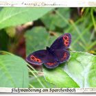 schwarzer Schmetterling mit weißen auf schwarzen Tupfen auf roten Flecken