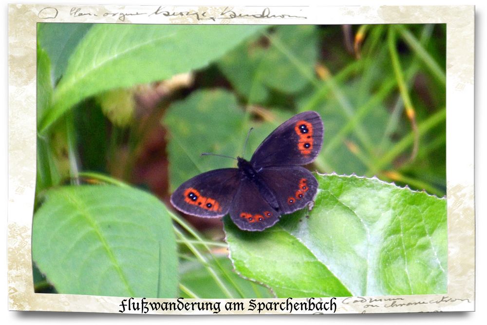 schwarzer Schmetterling mit weißen auf schwarzen Tupfen auf roten Flecken