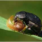 Schwarzer Schneckenjäger