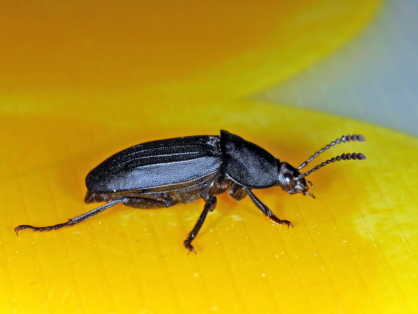 Schwarzer Schneckenjäger (Phosphuga atrata).....