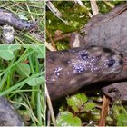 Schwarzer Schnegel (Limax cinereoniger)