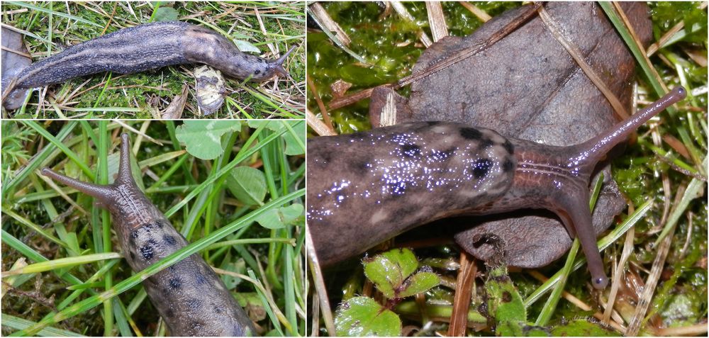 Schwarzer Schnegel (Limax cinereoniger)