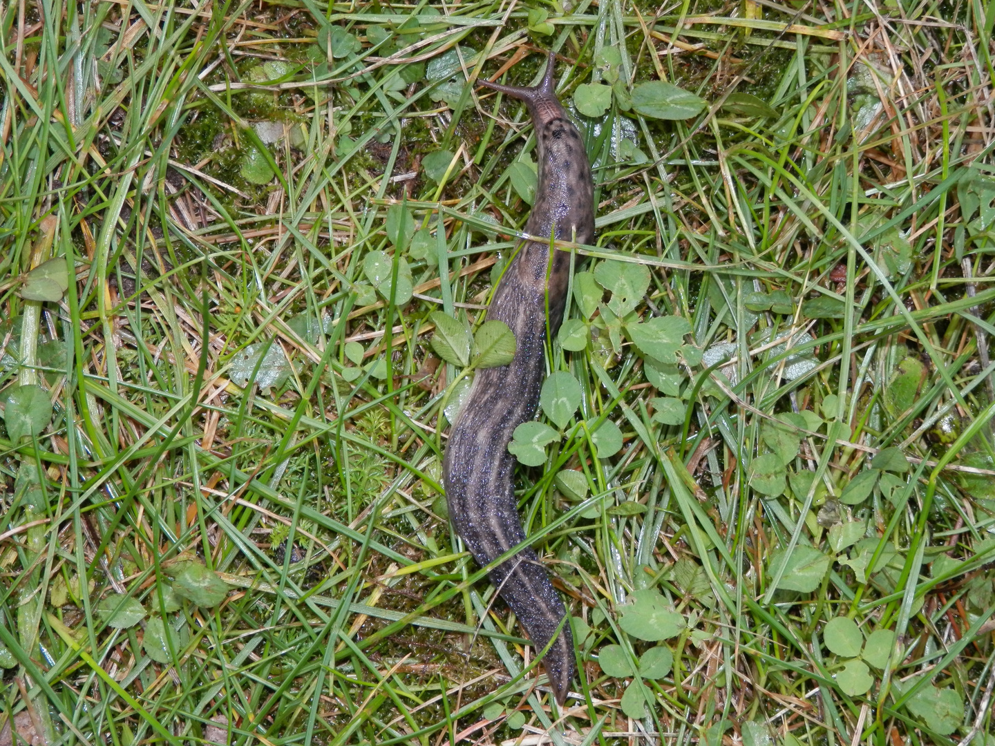 Schwarzer Schnegel (Limax cinereoniger)