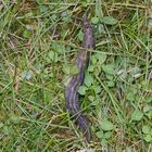 Schwarzer Schnegel (Limax cinereoniger)