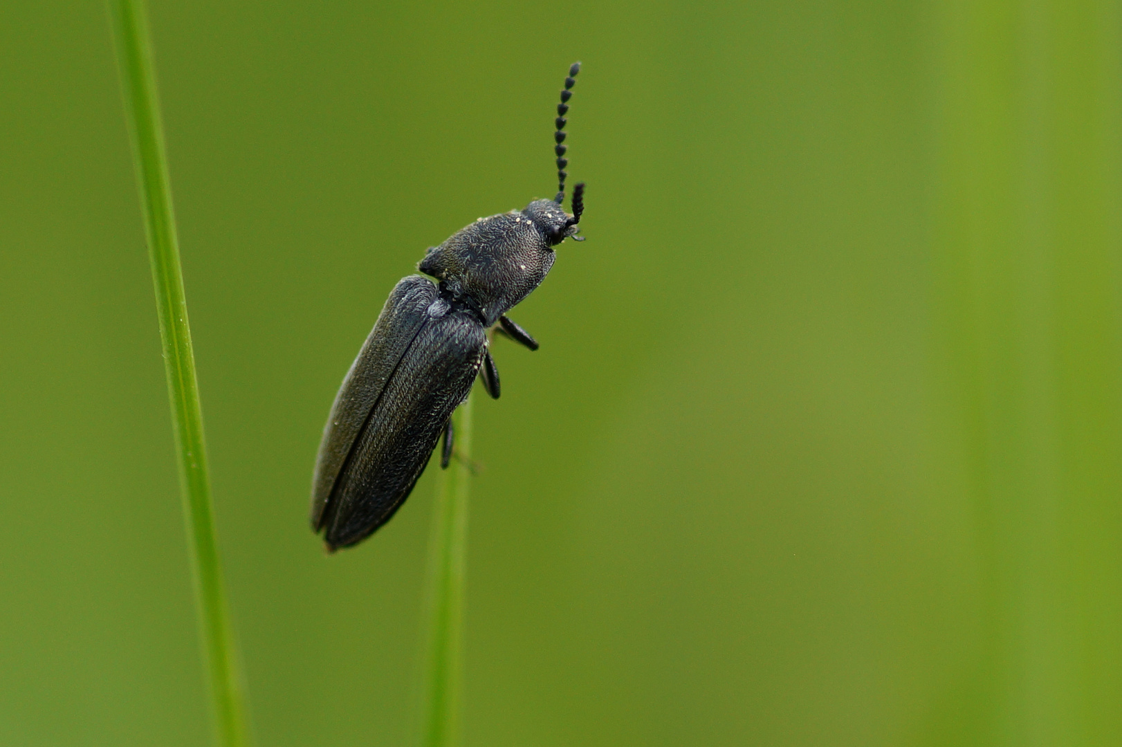 Schwarzer Schnellkäfer