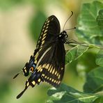 Schwarzer Schwalbenschwanz - Black Swallowtail