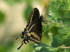 Schwarzer Schwalbenschwanz - Black Swallowtail