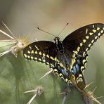 Schwarzer Schwalbenschwanz - Black Swallowtail (Papilio polyxenes)