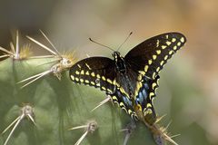 Schwarzer Schwalbenschwanz - Black Swallowtail (Papilio polyxenes)