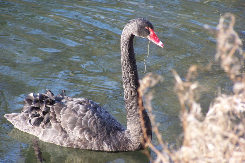 Schwarzer Schwan