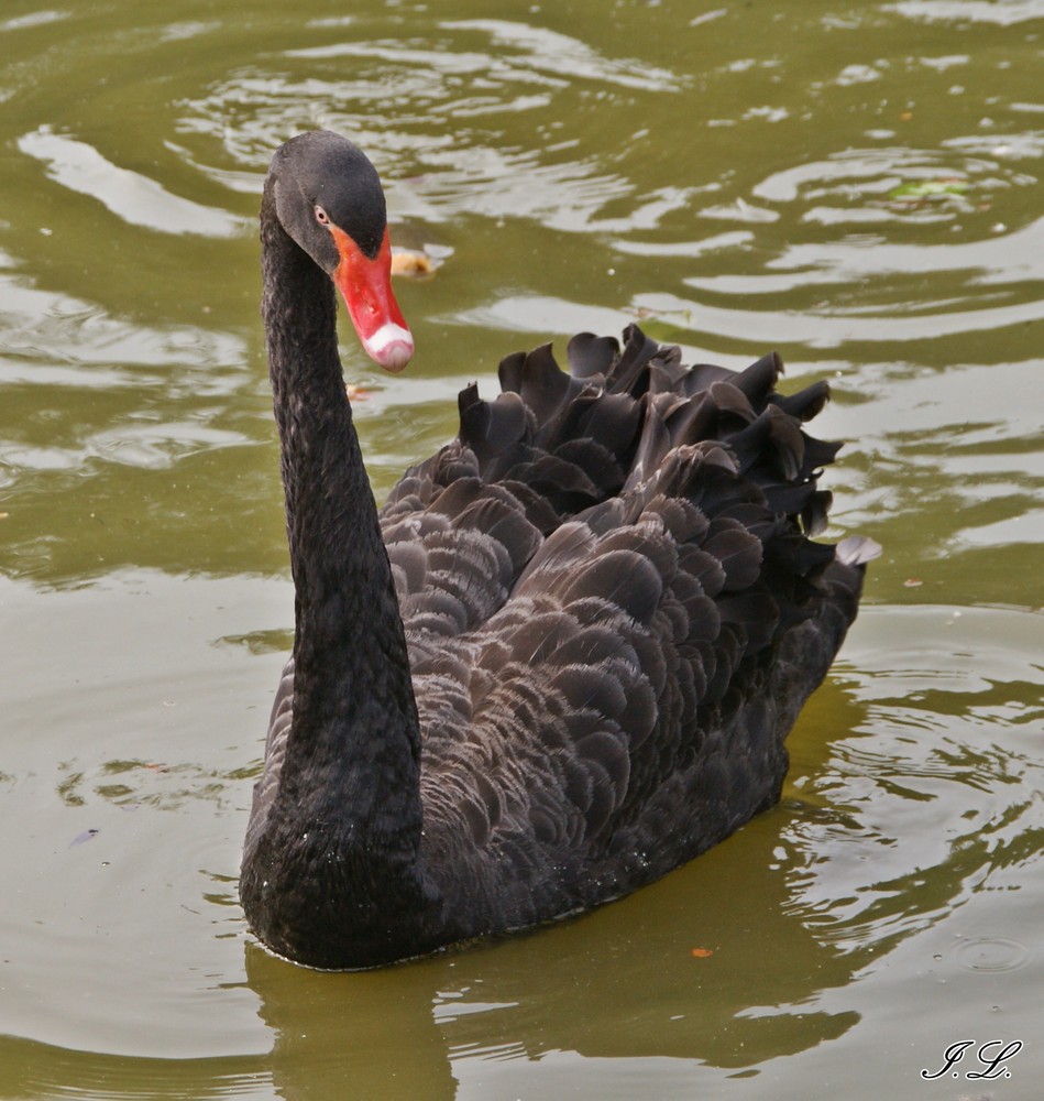 schwarzer Schwan