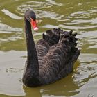 schwarzer Schwan