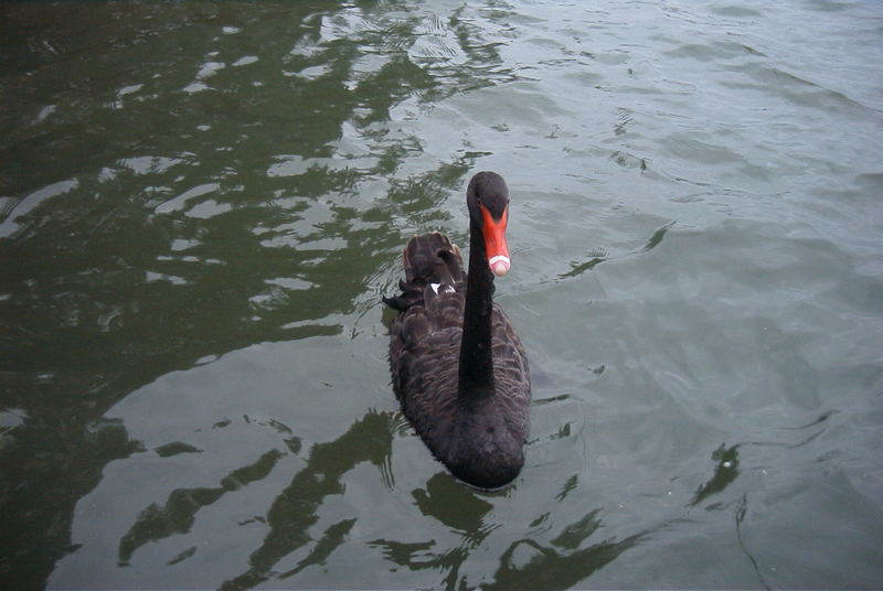 Schwarzer Schwan