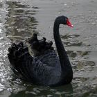 schwarzer Schwan