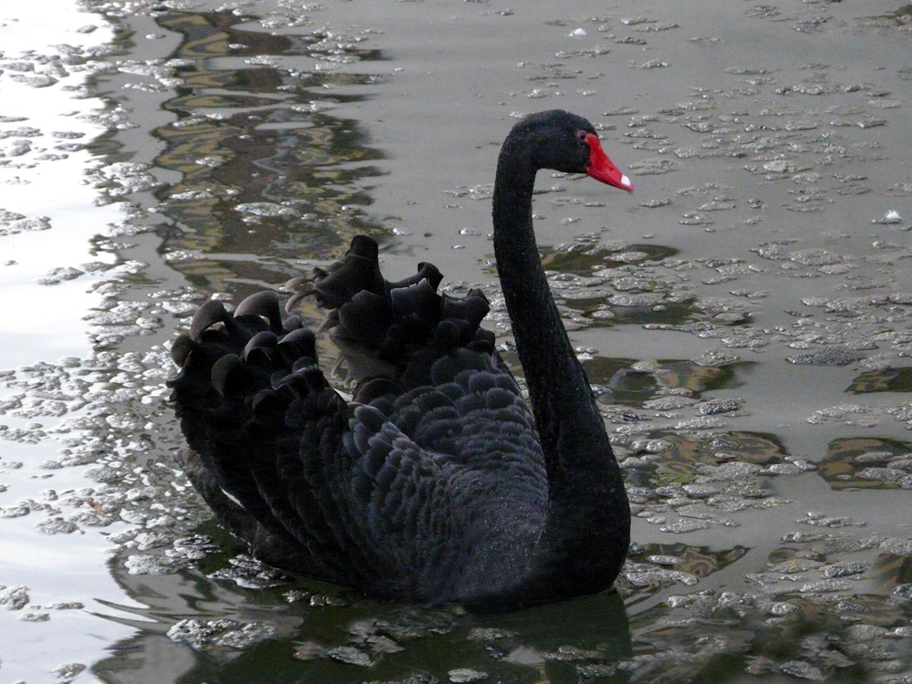 schwarzer Schwan