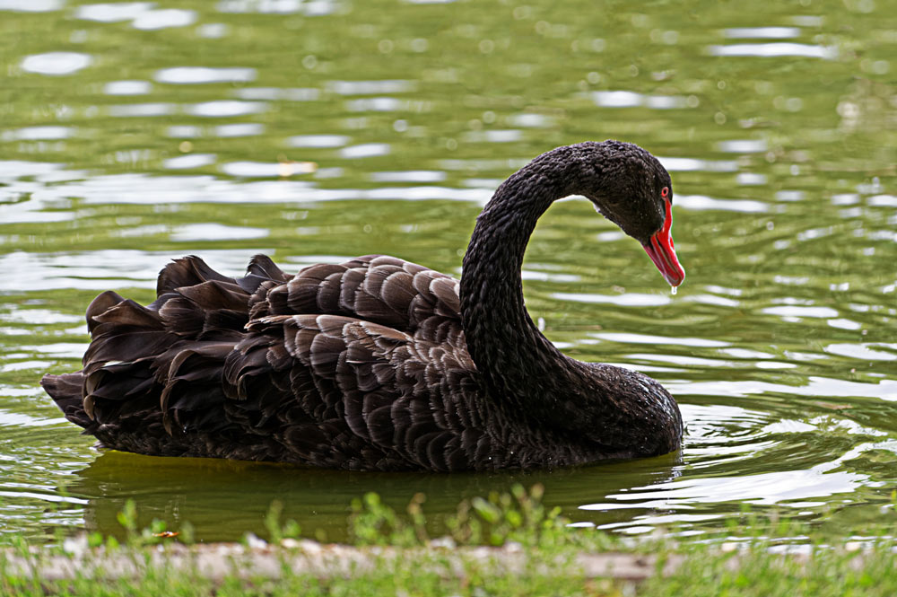 Schwarzer  Schwan