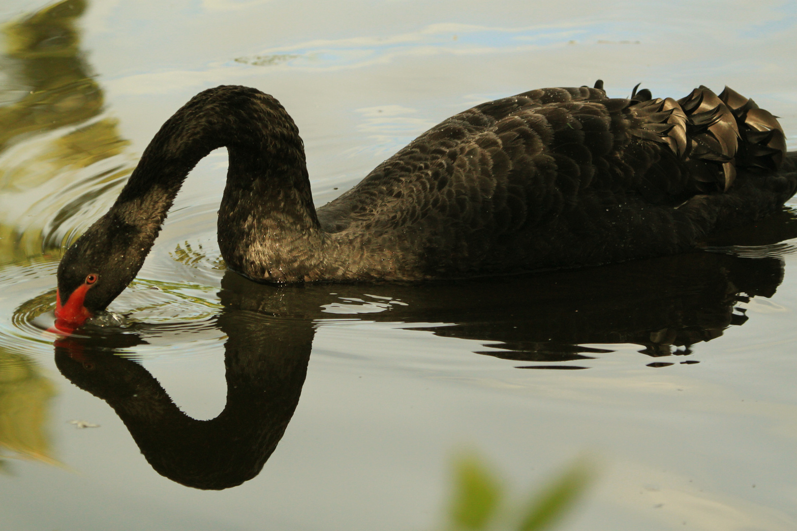 Schwarzer Schwan