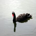 Schwarzer Schwan