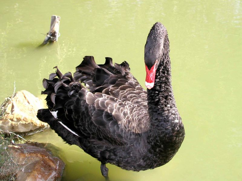 ......schwarzer Schwan