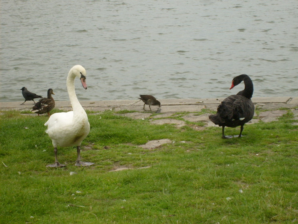 Schwarzer Schwan