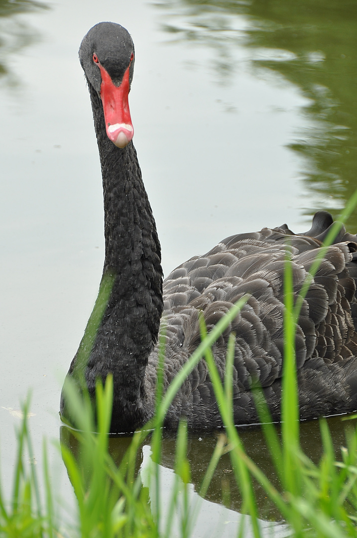 Schwarzer Schwan