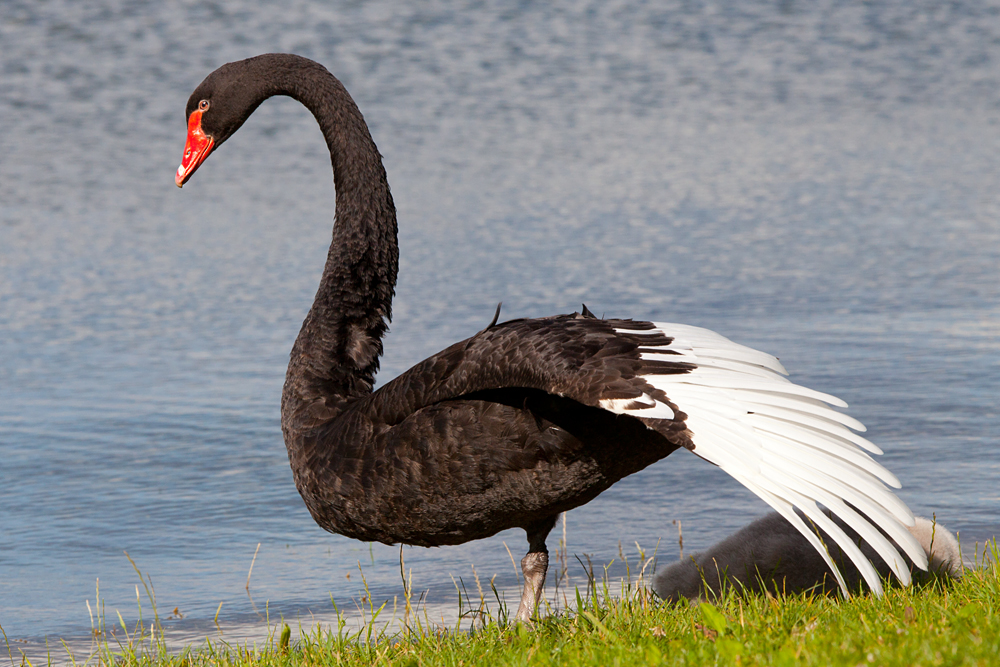 Schwarzer Schwan