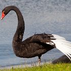 Schwarzer Schwan