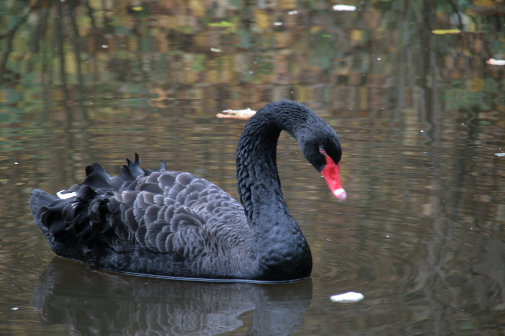 Schwarzer Schwan .