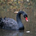 Schwarzer Schwan .