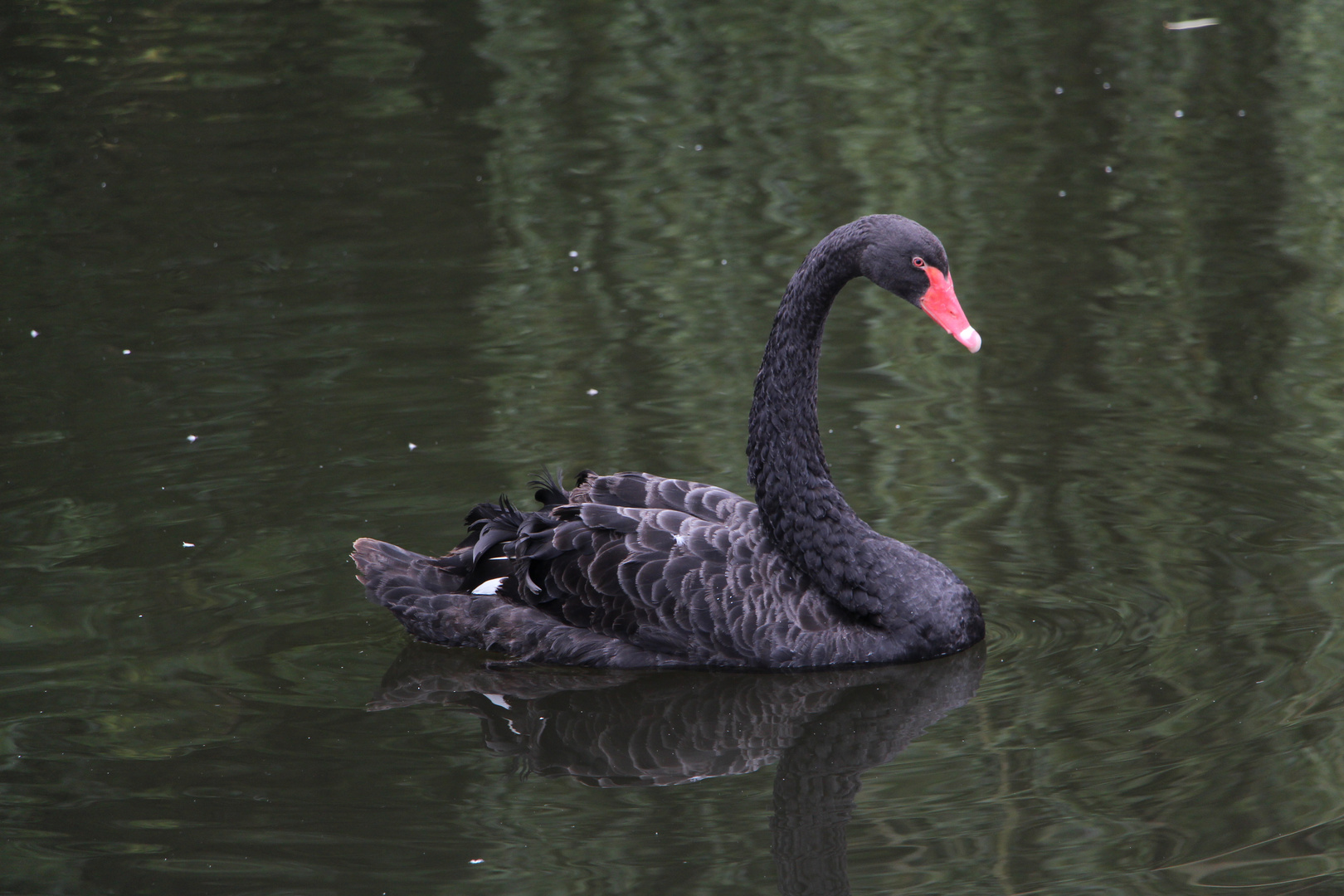 schwarzer Schwan