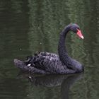 schwarzer Schwan