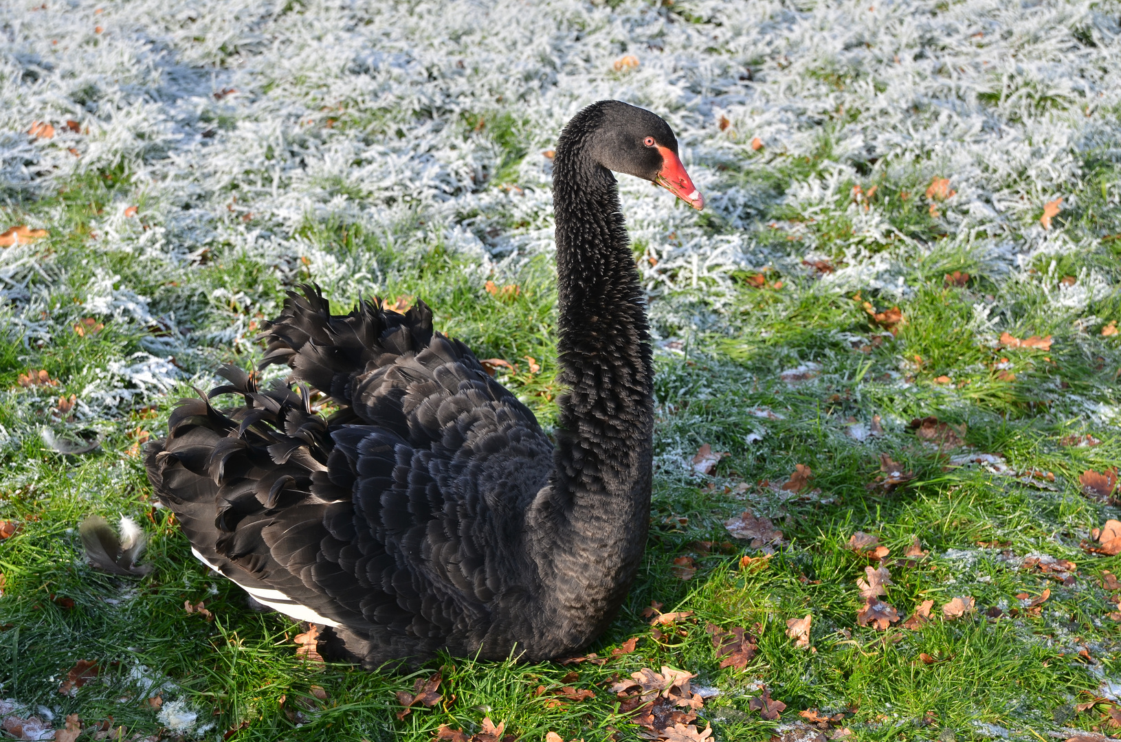 Schwarzer Schwan