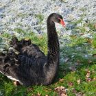 Schwarzer Schwan