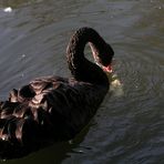 Schwarzer Schwan