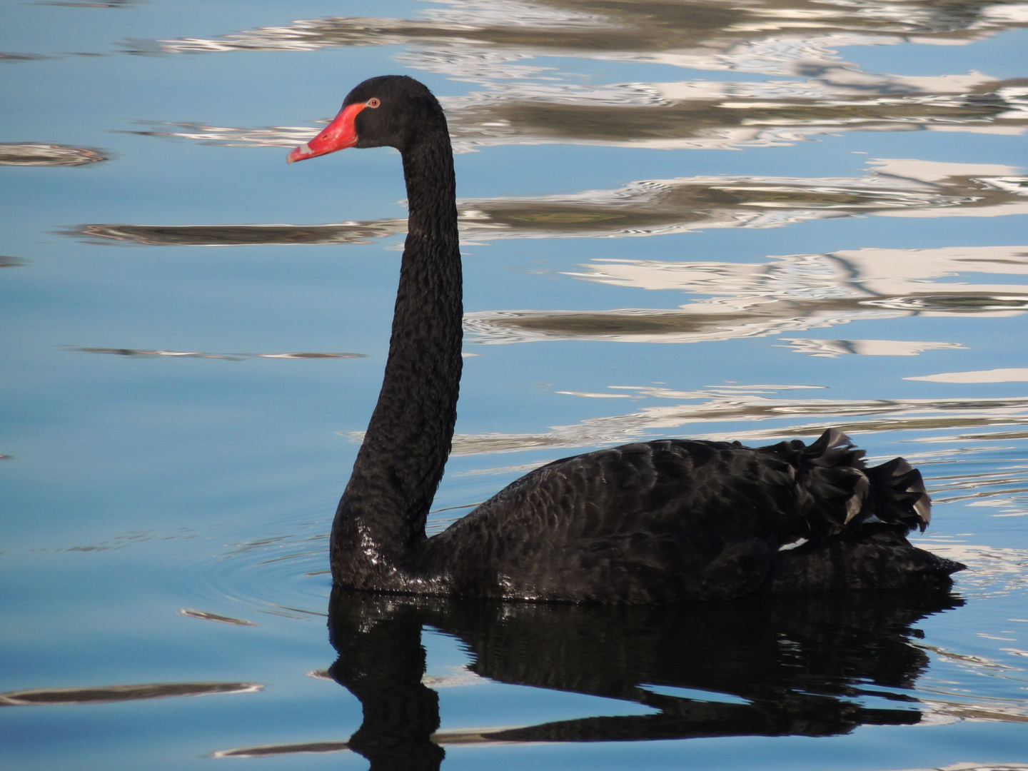 Schwarzer Schwan......