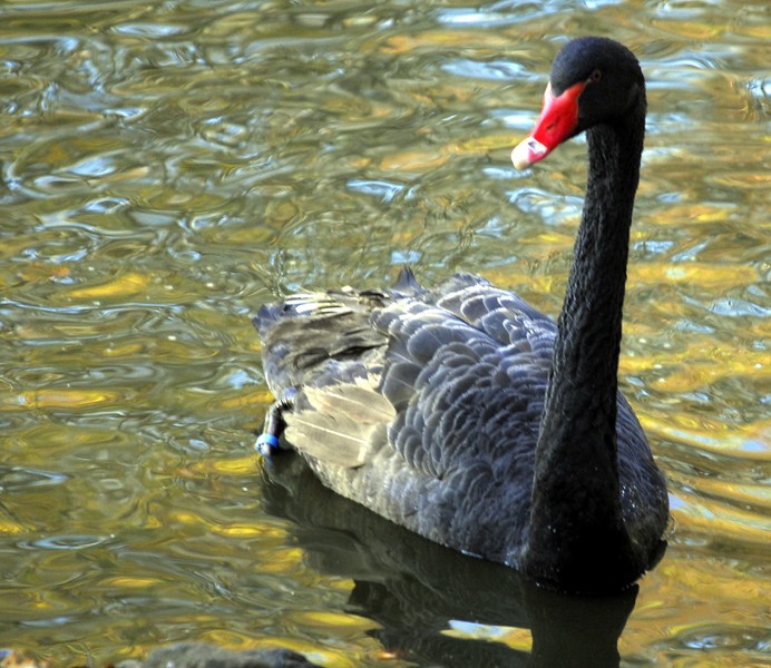 Schwarzer Schwan