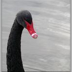 Schwarzer Schwan