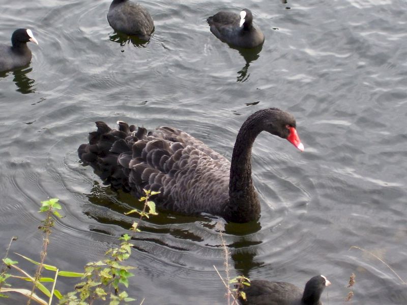 Schwarzer Schwan