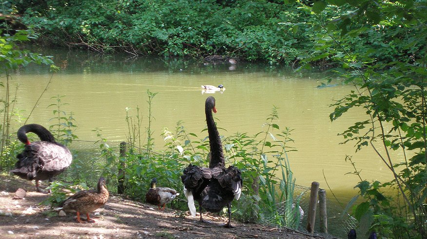 schwarzer schwan