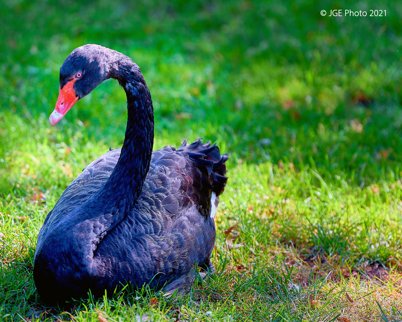 Schwarzer Schwan